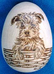 Yorkshire Terrier Egg