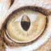 Tabby Cat Eye Detail