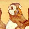 Puffin Comb Case
