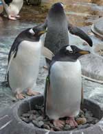 Gentoo Penguins at Edinburgh Zoo, photo by Susan Robey