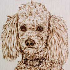 Poodle Close Up