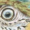 Blue Macaw Eye Brooch