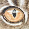 Tabby Exotic Shorthair Cat Eye Wooden Brooch