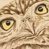 A Little Inquisitive Framed Pyrography of Little Owl
