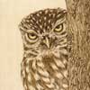 Little Owl Peek-a-Boo Framed Pyrography