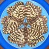 Southern Festoon Butterfly Framed