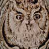 Egg-ceptional Screech Owl Pyrography