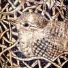 Egg-ceptional Wren Pyrography 